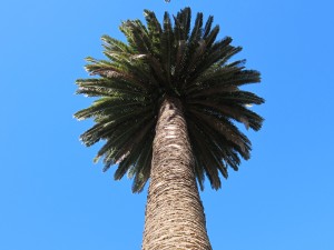 Phoenix palm, 2012